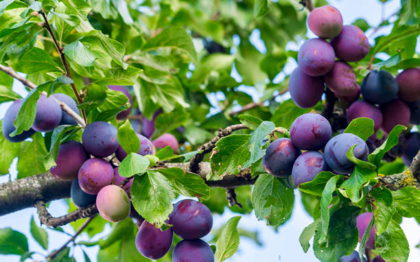 Plum