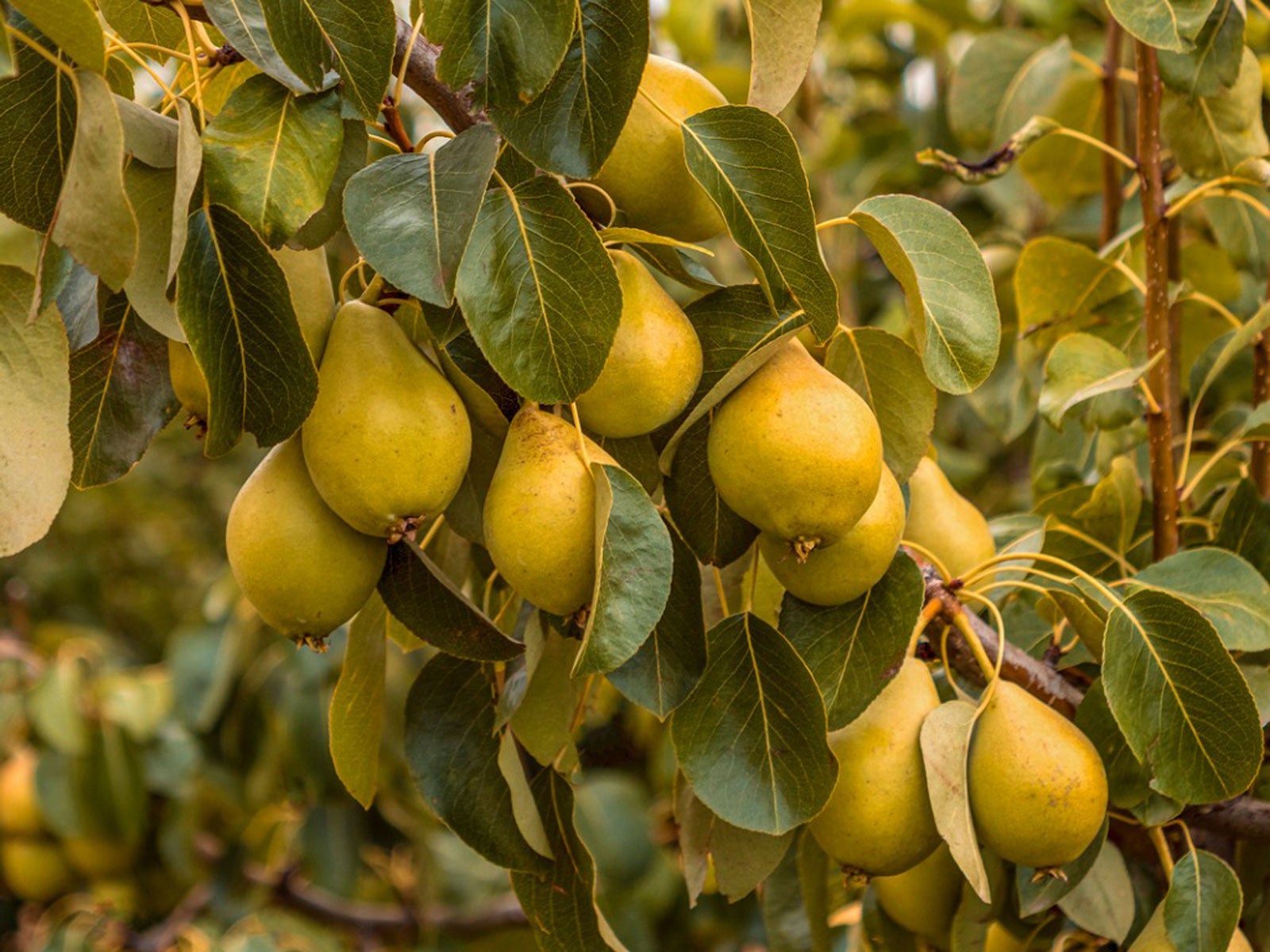 Pear