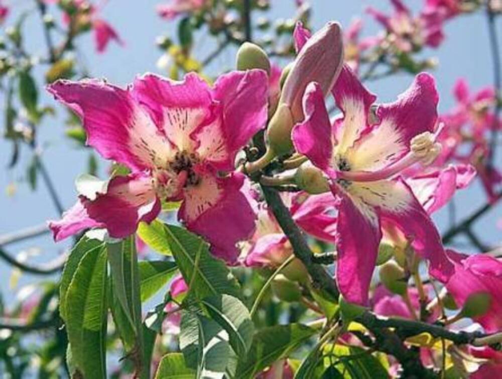 Chorisia Speciosa Grafted