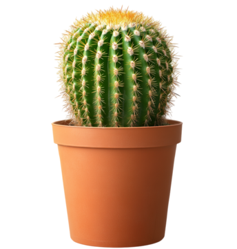 Golden Barrel Cactus