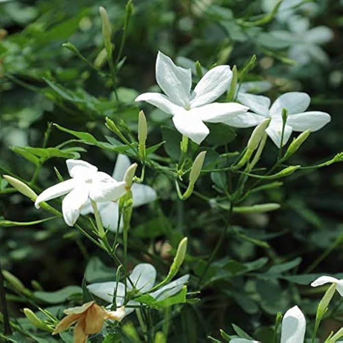 Jasmine