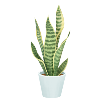 Snake Plant
