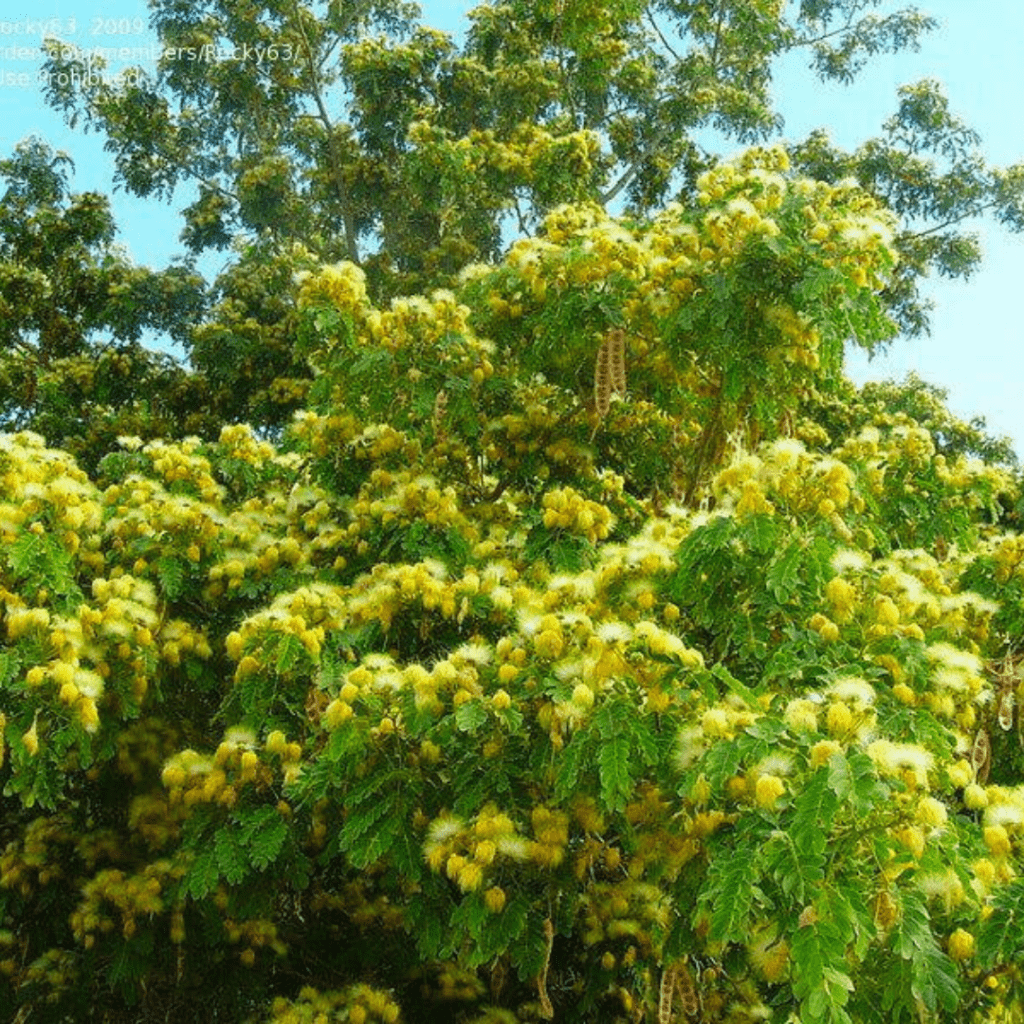 Avenue Trees and Ornamental Plants Kadiyam