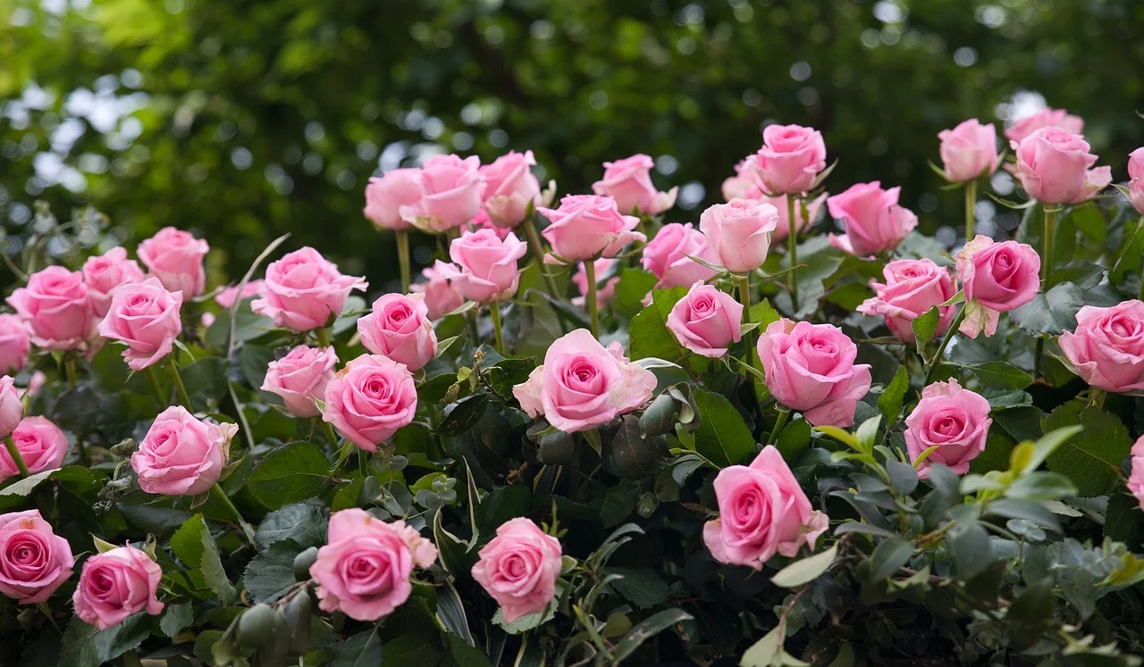 Wholesale Rose Plants Nursery in Kadiyam - Sri Venkateswara Rose Garden